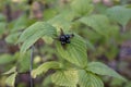 Black Jetbead Rhodotypos scandens black fruit