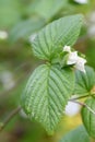 Black Jetbead Rhodotypos scandens budding white flower