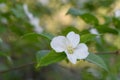 Black Jetbead Rhodotypos scandens white flower Royalty Free Stock Photo