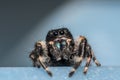 Black Johnson Jumping Spider