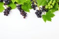 Black juicy grapes on white background. Autumn frame made of grapes