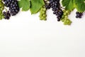 Black juicy grapes on white background. Autumn frame made of grapes