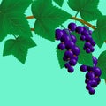 Black, juicy, sweet currant on a branch for your design.