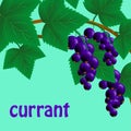 Black, juicy, sweet currant on a branch for your design. Vector