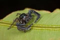 A black jumping spider Royalty Free Stock Photo