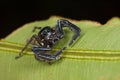 A black jumping spider