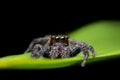 Black Jumping Spider on green leaf Royalty Free Stock Photo