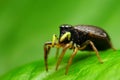 Black jumping spider (Heliophanus cupreus)