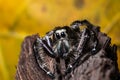 Black Jumping Spider Hyllus on dry bark yellow leaf background e Royalty Free Stock Photo