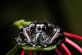 Black Jumping Spider Hyllus on a green leaf, extreme close up Royalty Free Stock Photo