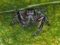 Black jumping Spider on a leaf Royalty Free Stock Photo