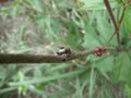 Black jumping spider on tree branch in Swaziland