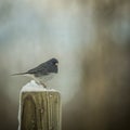 Black Junco Bird in Snow on Post Royalty Free Stock Photo