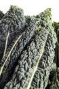 Black Kale, Italian Kale Royalty Free Stock Photo