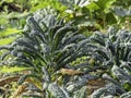 Black kale, Nero DI Toscana growing