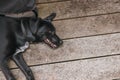 Black kelpie dog lying on wooden deck with copy space Royalty Free Stock Photo