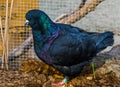 Black king pigeon in closeup, popular tropical bird specie Royalty Free Stock Photo