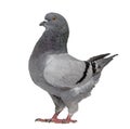 Black King Pigeon Royalty Free Stock Photo