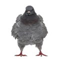 Black King Pigeon isolated on white Royalty Free Stock Photo