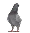 Black King Pigeon isolated on white Royalty Free Stock Photo