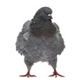 Black King Pigeon isolated on white Royalty Free Stock Photo