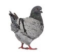 Black King Pigeon isolated on white