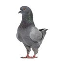 Black King Pigeon isolated on white Royalty Free Stock Photo