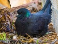 Black king pigeon sitting in its nest with eggs in closeup, popular tropical bird specie Royalty Free Stock Photo