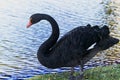 Black King Swan Royalty Free Stock Photo
