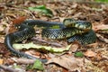 Black Kingsnake (Lampropeltis getula) Royalty Free Stock Photo