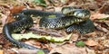 Black Kingsnake (Lampropeltis getula) Royalty Free Stock Photo