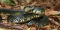 Black Kingsnake (Lampropeltis getula) Royalty Free Stock Photo