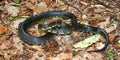 Black Kingsnake (Lampropeltis getula) Royalty Free Stock Photo