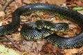 Black Kingsnake Lampropeltis getula Royalty Free Stock Photo