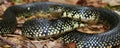 Black Kingsnake (Lampropeltis getula) Royalty Free Stock Photo