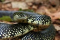 Black Kingsnake (Lampropeltis getula) Royalty Free Stock Photo