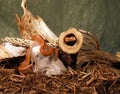 two red cornsnake Royalty Free Stock Photo