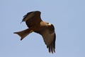 Black kite