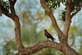Black kite in Africa on the big tree. Milvus migrans, brown bird of prey sitting on larch tree branch. Wildlife scene from Royalty Free Stock Photo