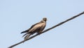 Black Kite aka Amora Royalty Free Stock Photo