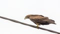 Black Kite aka Amora Royalty Free Stock Photo