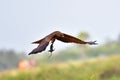 Black kite bird