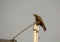 Black kite bird & x28;eagle& x29; with blue sky in background Royalty Free Stock Photo