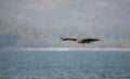 Black Kite Milvus migrans Royalty Free Stock Photo