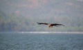 Black Kite Milvus migrans Royalty Free Stock Photo