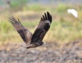 Black Kite