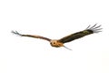 Black Kite Bird in flight Royalty Free Stock Photo