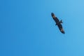 Black kite bird flying Royalty Free Stock Photo