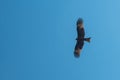 Black kite bird flying Royalty Free Stock Photo