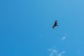 Black kite bird flying Royalty Free Stock Photo